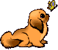 cane farfalla.gif